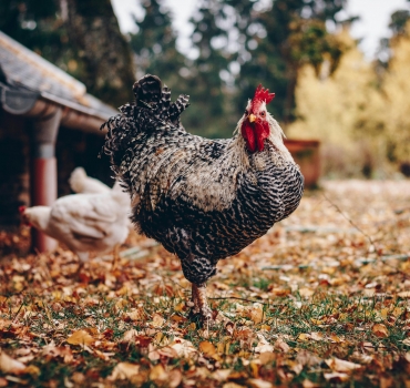 Surto de influenza aviária atinge gado leiteiro nos Estados Unidos